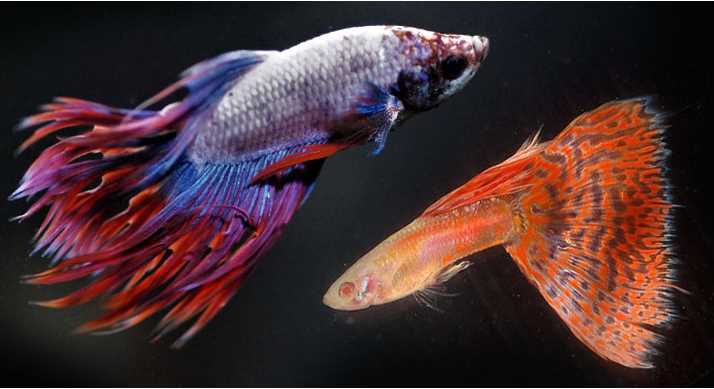 Is it safe to have a Betta Fish with Guppies